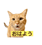 花と琥珀と実々-2（個別スタンプ：3）