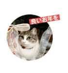 花と琥珀と実々-2（個別スタンプ：4）