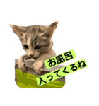 花と琥珀と実々-2（個別スタンプ：6）