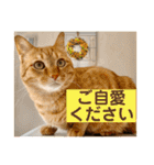 花と琥珀と実々-2（個別スタンプ：7）