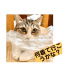 花と琥珀と実々-2（個別スタンプ：8）
