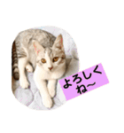 花と琥珀と実々-2（個別スタンプ：10）