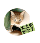 花と琥珀と実々-2（個別スタンプ：11）