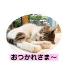 花と琥珀と実々-2（個別スタンプ：12）
