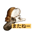 花と琥珀と実々-2（個別スタンプ：13）