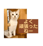 花と琥珀と実々-2（個別スタンプ：14）