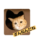 花と琥珀と実々-2（個別スタンプ：15）