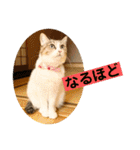 花と琥珀と実々-2（個別スタンプ：16）