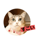 花と琥珀と実々-2（個別スタンプ：20）
