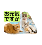 花と琥珀と実々-2（個別スタンプ：21）