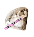花と琥珀と実々-2（個別スタンプ：22）