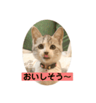 花と琥珀と実々-2（個別スタンプ：26）