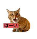 花と琥珀と実々-2（個別スタンプ：27）