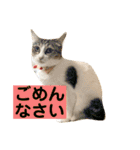 花と琥珀と実々-2（個別スタンプ：28）