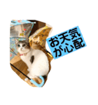 花と琥珀と実々-2（個別スタンプ：29）
