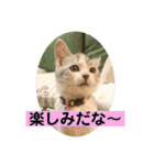 花と琥珀と実々-2（個別スタンプ：30）