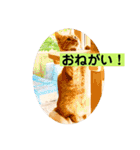 花と琥珀と実々-2（個別スタンプ：31）