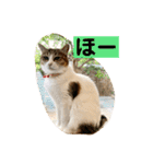 花と琥珀と実々-2（個別スタンプ：32）