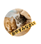 花と琥珀と実々-2（個別スタンプ：33）