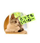 花と琥珀と実々-2（個別スタンプ：34）