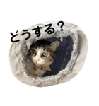 花と琥珀と実々-2（個別スタンプ：36）