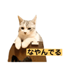 花と琥珀と実々-2（個別スタンプ：38）