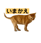 花と琥珀と実々-2（個別スタンプ：39）