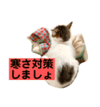 花と琥珀と実々-2（個別スタンプ：40）