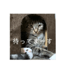 ホタル尻尾のこふで（個別スタンプ：3）