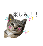 ホタル尻尾のこふで（個別スタンプ：8）