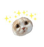 ツインズのお顔（個別スタンプ：2）