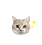 ツインズのお顔（個別スタンプ：14）