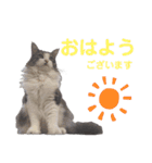 【実写版】美容院の予約にも！のんちゃん（個別スタンプ：1）