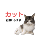 【実写版】美容院の予約にも！のんちゃん（個別スタンプ：5）