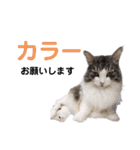 【実写版】美容院の予約にも！のんちゃん（個別スタンプ：6）