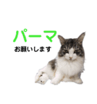 【実写版】美容院の予約にも！のんちゃん（個別スタンプ：7）