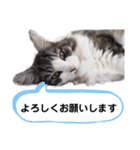 【実写版】美容院の予約にも！のんちゃん（個別スタンプ：12）