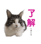 【実写版】美容院の予約にも！のんちゃん（個別スタンプ：15）