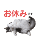 【実写版】美容院の予約にも！のんちゃん（個別スタンプ：20）