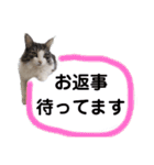 【実写版】美容院の予約にも！のんちゃん（個別スタンプ：23）