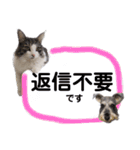 【実写版】美容院の予約にも！のんちゃん（個別スタンプ：24）