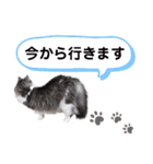 【実写版】美容院の予約にも！のんちゃん（個別スタンプ：29）