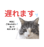 【実写版】美容院の予約にも！のんちゃん（個別スタンプ：31）