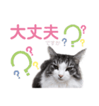 【実写版】美容院の予約にも！のんちゃん（個別スタンプ：33）