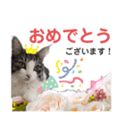 【実写版】美容院の予約にも！のんちゃん（個別スタンプ：36）