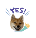 成長した御犬様（個別スタンプ：1）