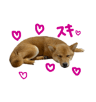 成長した御犬様（個別スタンプ：3）