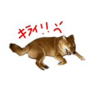 成長した御犬様（個別スタンプ：4）
