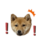 成長した御犬様（個別スタンプ：5）