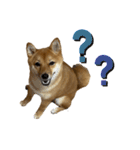 成長した御犬様（個別スタンプ：6）